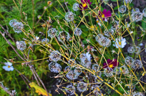 Pappus de penas e flores exageradas de Cirsium arvense também chamado cardo rastejante
 - Foto, Imagem