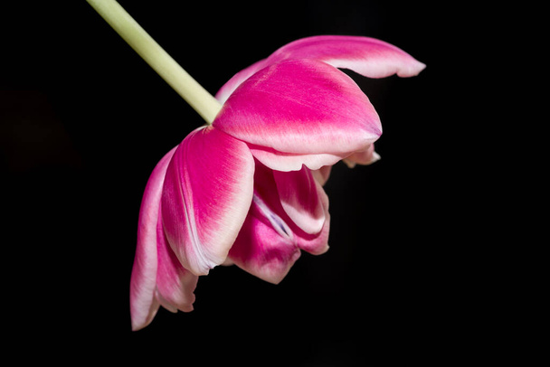 tulip in the spring - Foto, Bild