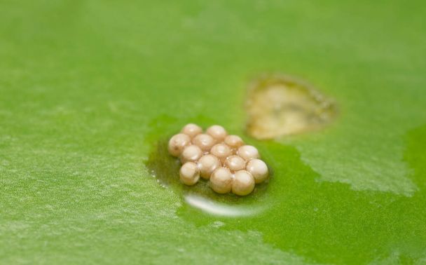 Water lily beetle, Galerucella nymphaeae eggs on water lily leaf - Photo, Image
