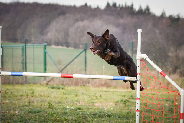 Collie de borda marrom está pulando sobre os obstáculos. Dia incrível no treinamento privat agilidade checa - Foto, Imagem