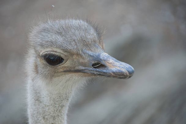 scenic view of beautiful ostriches at nature - Foto, Bild