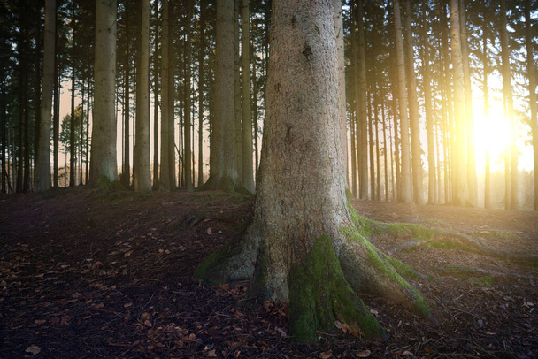 Spruce tree trunks - Photo, Image