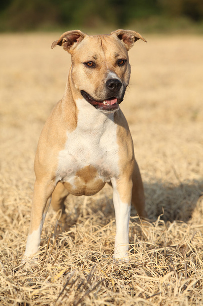 Hermoso American Staffordshire Terrier
 - Foto, Imagen