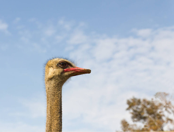 Close up portrait of an ostrich and blue sky - Фото, зображення