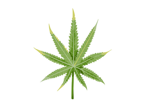 Green cannabis leaf isolated on white background. Vector illustration of hemp in simple flat cartoon trendy style - Vector, Image