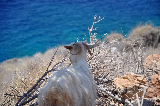 crete island in greece - Фото, зображення