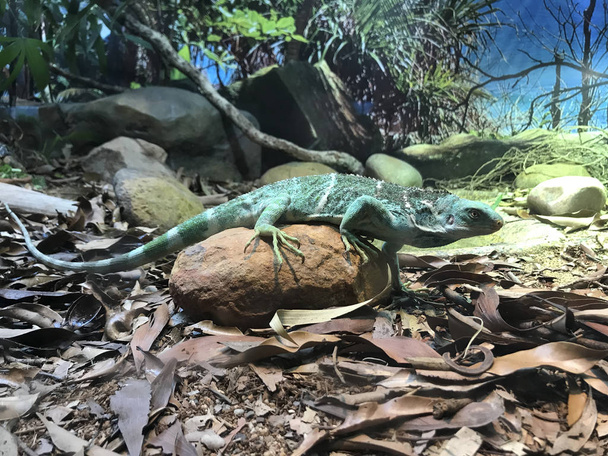 Vihreä iguaani
 - Valokuva, kuva