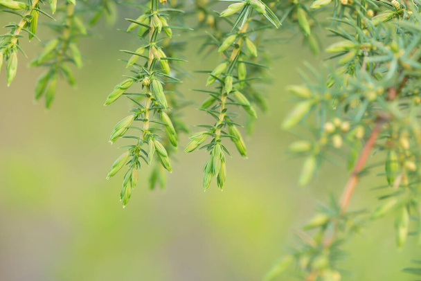 Juniperus communis twig, enebro común - Foto, imagen