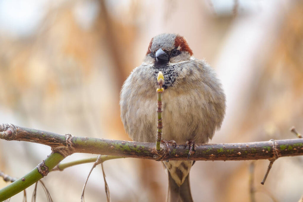 Sparrow sits on a branch without leaves. - Foto, Bild