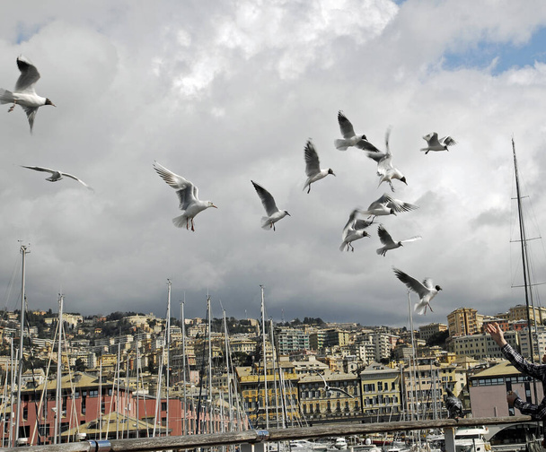 seagulls in habitat, wildness concept  - Фото, изображение