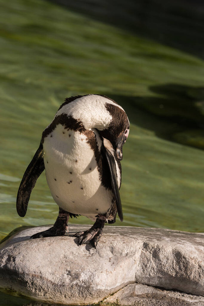 spectacled penguin in the zoo - Zdjęcie, obraz
