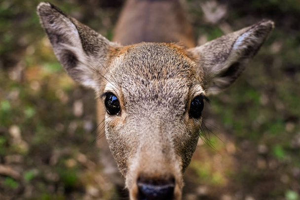 Baby sika deer (Cervus nippon) looking at the camera with curiosity in Nara, Japan. - 写真・画像