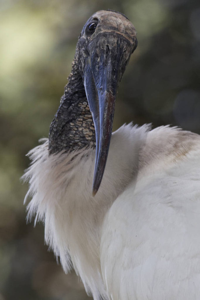 american forest stork looks at you - Zdjęcie, obraz