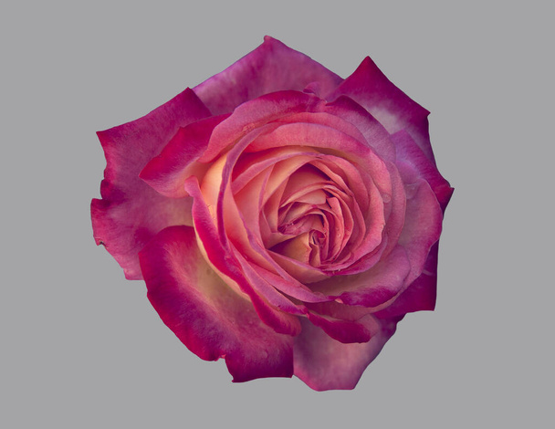 Tea rose, flower on isolated background. - Photo, image