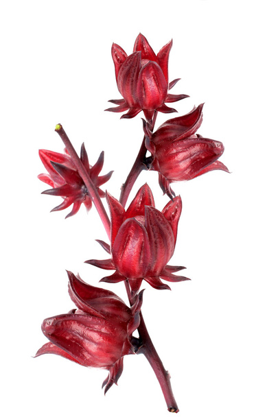 Hibiscus sabdariffa of roselle vruchten - Foto, afbeelding