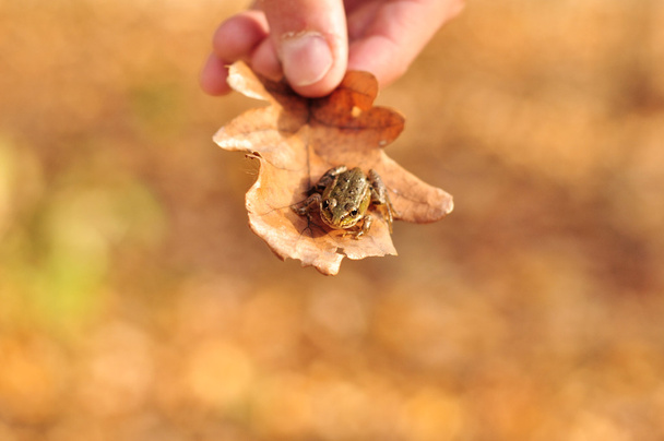 лягушка на листе - Фото, изображение