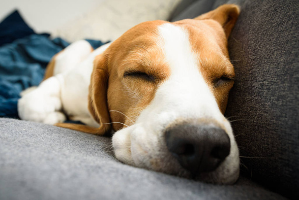 Beagle koira väsynyt nukkuu sohvalla hauskassa asennossa
. - Valokuva, kuva