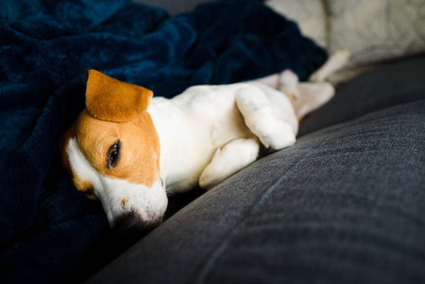 Beagle dog tired sleeps on a couch in funny position. - 写真・画像
