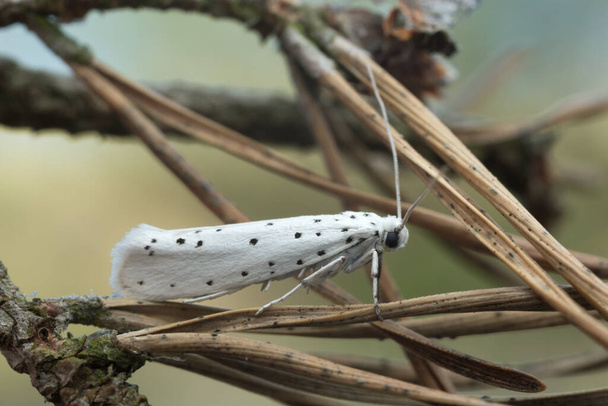 Ermine moth, Yponomeuta σε πευκοβελόνα - Φωτογραφία, εικόνα