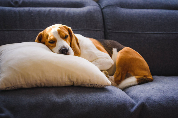 Beagle dog tired sleeps on a couch in funny position. - Φωτογραφία, εικόνα