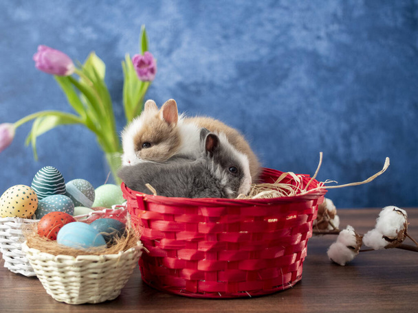 Easter bunny in basket with colorful eggs, candies and tulips on wooden table. Easter holiday decorations , Easter concept background. - Photo, Image