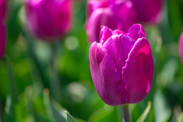 view of beautiful spring flowers  - Fotografie, Obrázek