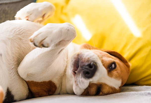 Beagle perro cansado duerme en un sofá en posición divertida
. - Foto, imagen