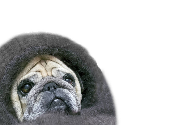 pug with a sad look, wrapped in a shawl. Isolated on white background. copy space. Dog shawl blanket covered for lifestyle design. Cozy home. White background. - Φωτογραφία, εικόνα