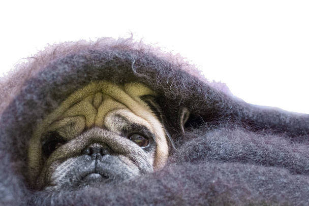 pug with a sad look, wrapped in a shawl. Isolated on white backg - Φωτογραφία, εικόνα