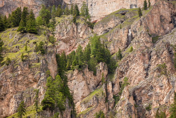 some larches on impervious mountain wall - Photo, Image