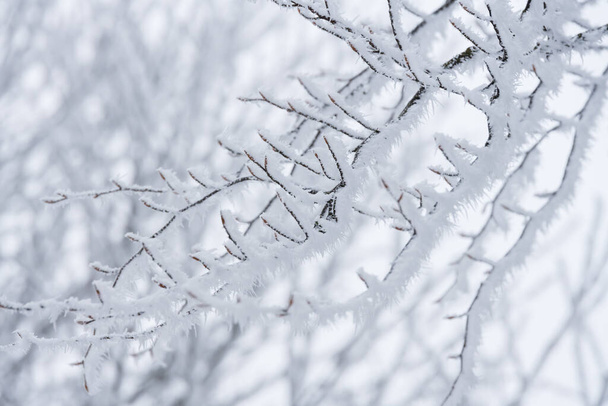 frostig-kalte Winterlandschaft mit Raureif und Nebel - Foto, Bild