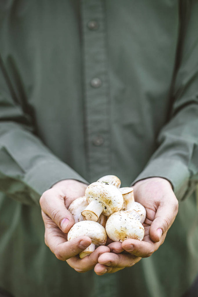 Organic mushrooms. Healthy food. Fresh mushrooms in farmers hands - Valokuva, kuva