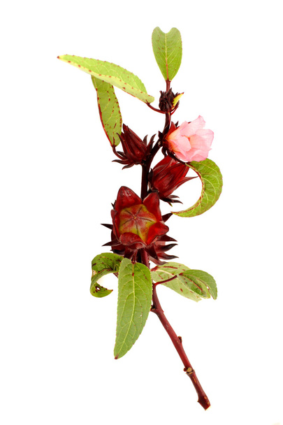 Hibiscus sabdariffa vagy roselle gyümölcsök - Fotó, kép