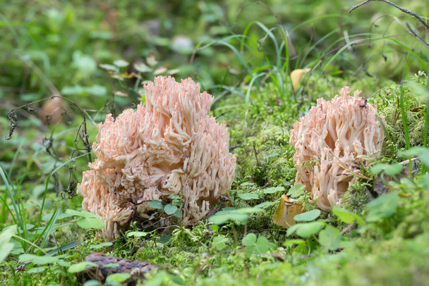 Розовощекий коралловый гриб Ramaria botrytis, растущий среди мух - Фото, изображение