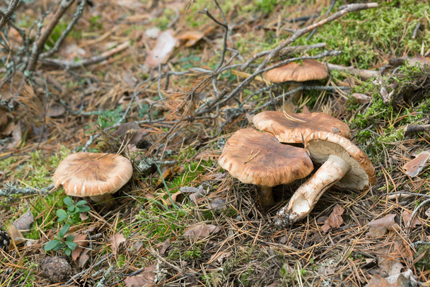 Booted knight, Tricholoma focale growing in coniferous environment - Photo, Image