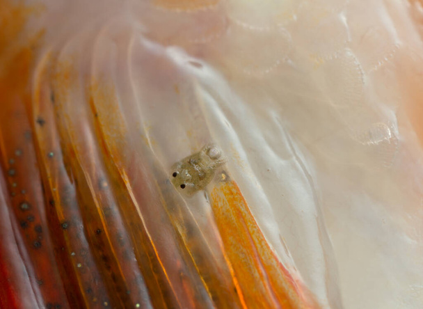 Louse di pesce comune, Argulus foliaceus su persico fotografato con grande ingrandimento - Foto, immagini