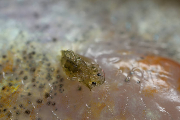 Louse di pesce comune, Argulus foliaceus su persico fotografato con grande ingrandimento - Foto, immagini