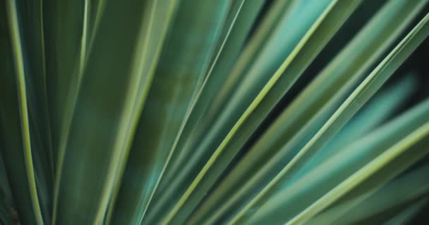 Dışarıdaki mavi agave bitkisine yakın, sığ alan derinliği, sinematik B-roll yavaş çekim. BMPCC 4K - Video, Çekim