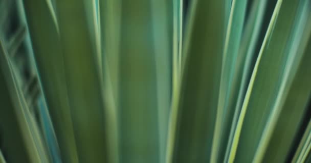 Zbliżenie rośliny niebieskiej agawy na zewnątrz, płytka głębokość pola, filmowe b-roll slow motion. BMPCC 4K - Materiał filmowy, wideo