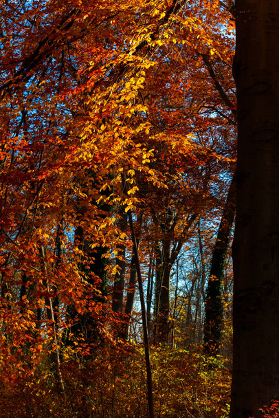 Autumn trees in the park - Foto, Bild
