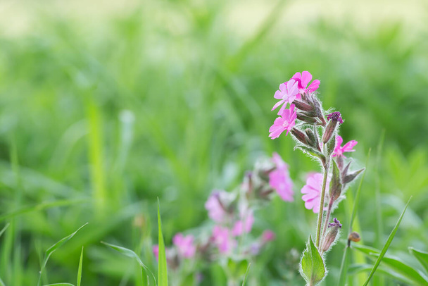 Closeup of a blooming red campion, Silene dioica - Photo, Image