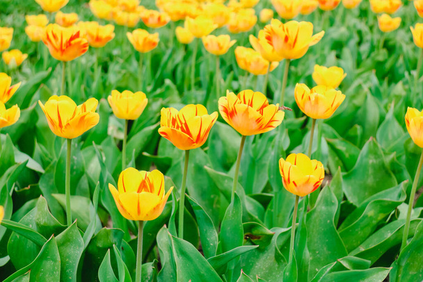 colorful tulip fields in holland in spring - Zdjęcie, obraz