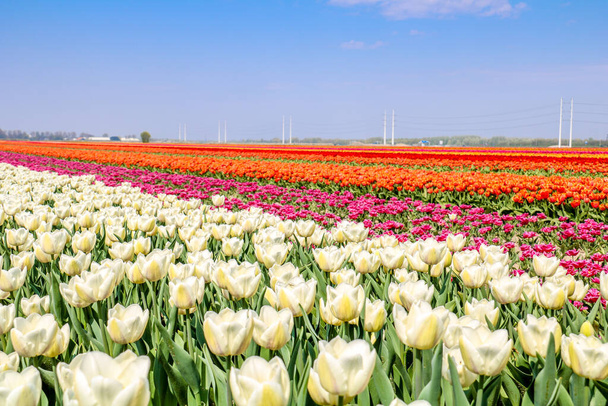 colorful tulip fields in holland in spring - 写真・画像