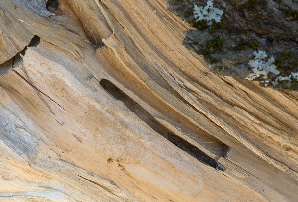 Tunnel larvale in legno di salice del coleottero muschiato Aromia moscata - Foto, immagini