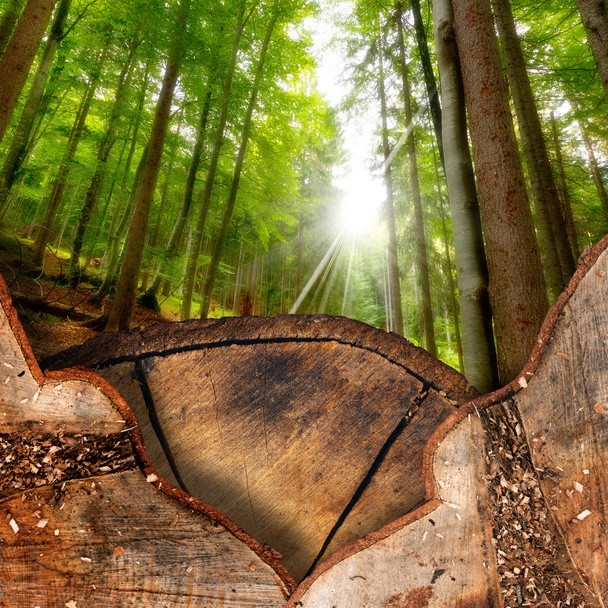 Seções de tronco na floresta
 - Foto, Imagem