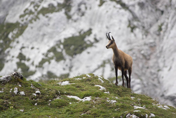 individual chamois in the high mountains - Foto, Bild