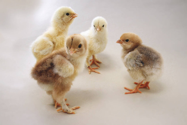 4 chicks of lawn chickens (sundheimer,brahma,sussex) stand together on a hollow throat in a group. - Zdjęcie, obraz