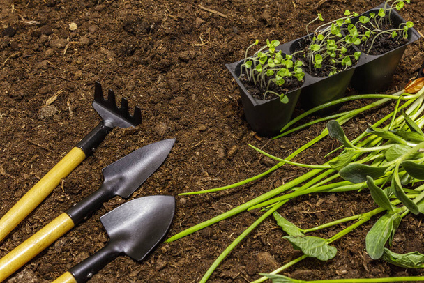 Green seedlings and garden tools on soil background. Ready for planting in open ground. Plant care concept - 写真・画像