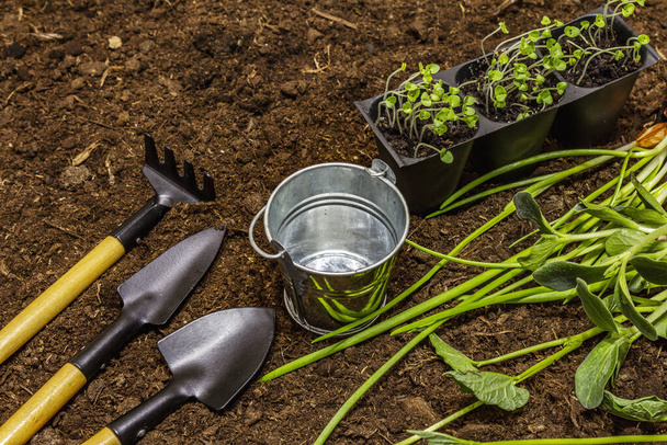 Green seedlings and garden tools on soil background. Ready for planting in open ground. Plant care concept - Fotoğraf, Görsel