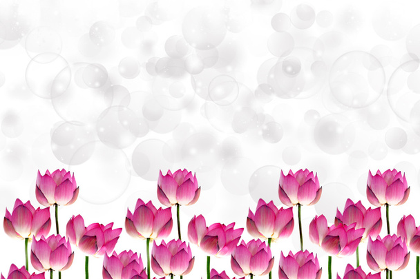 Lotus σε απομόνωση άσπρο φόντο. - Φωτογραφία, εικόνα